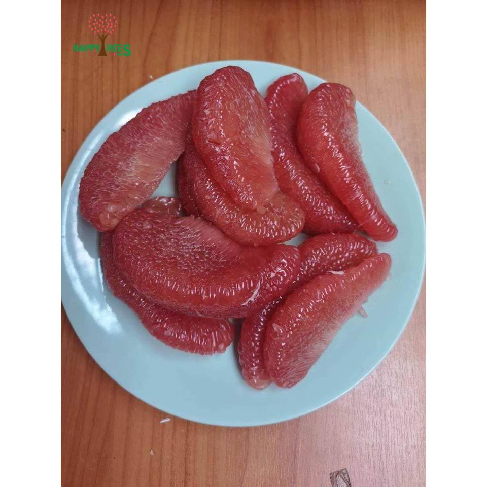 Cây Bưởi Ruby Thái