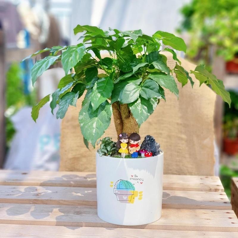 Chậu Trụ Trồng Cây Cảnh MiNi Đủ Size Sẵn Hàng