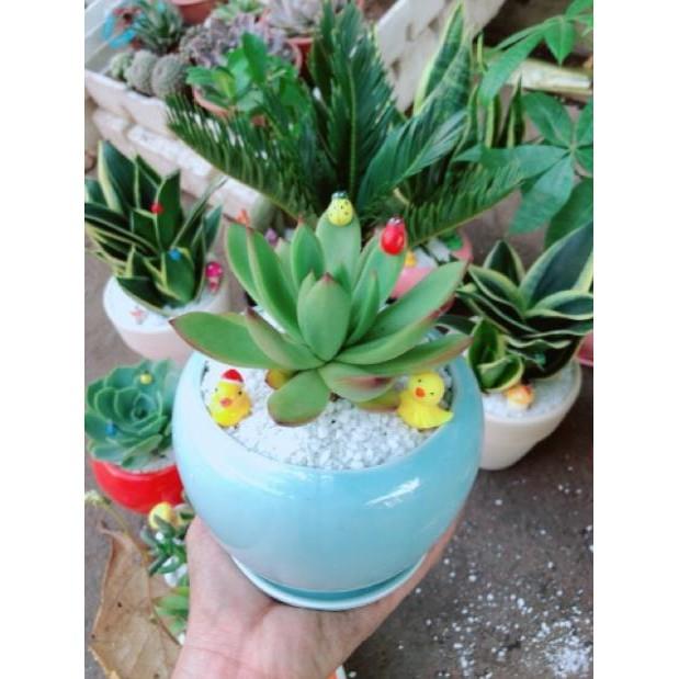 Chậu sen đá viền lửa