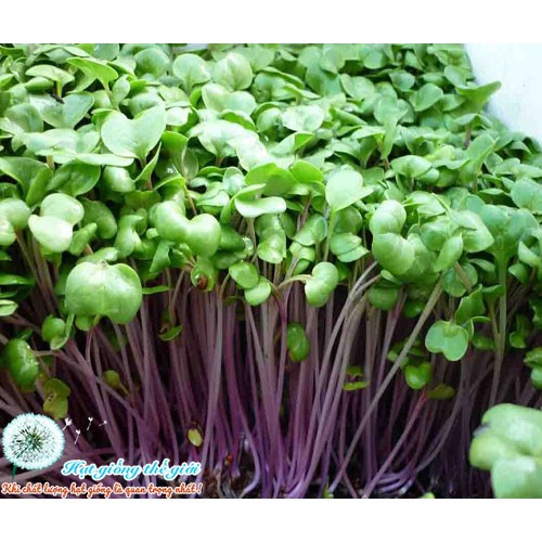 Hạt giống mầm củ cải đỏ 100gr