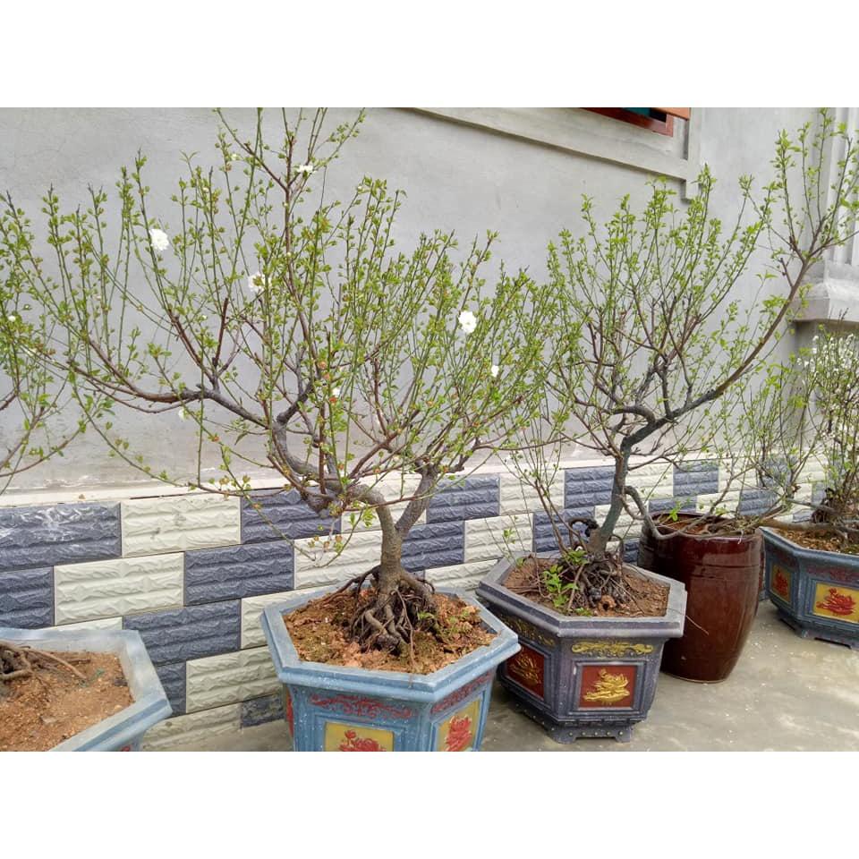 Cây giống hoa mai trắng