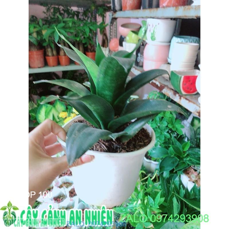 Lưỡi Hổ Sansevieria Black Dragon