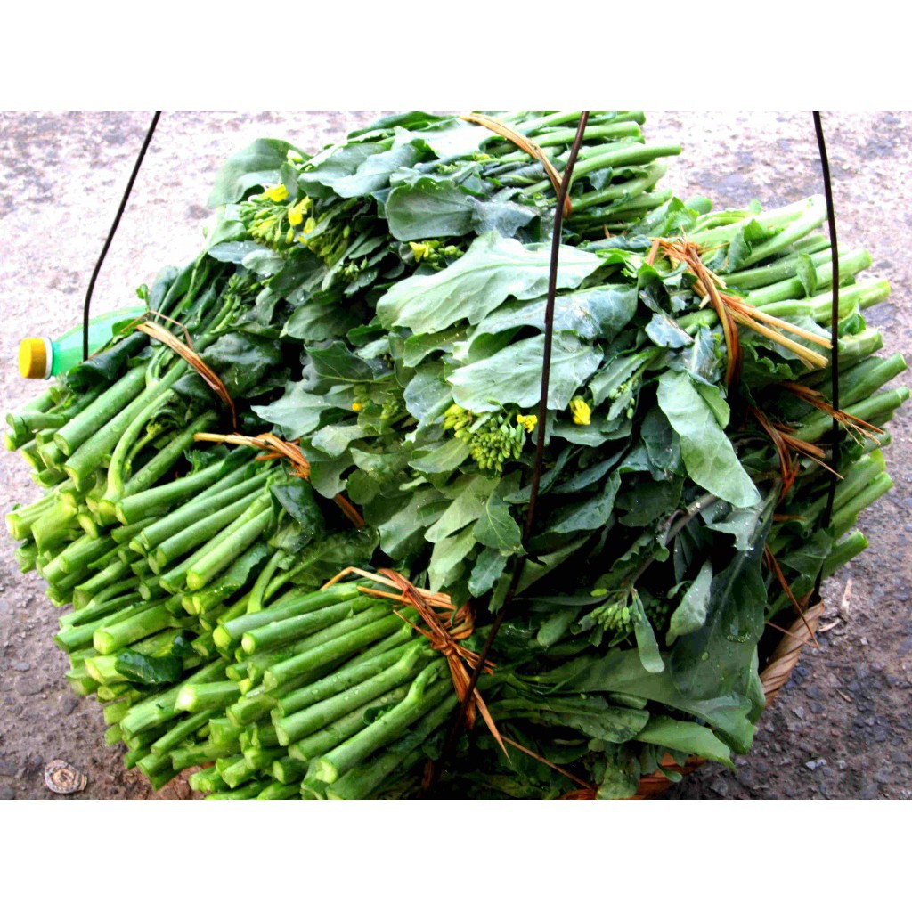 Gói 20 gram hạt giống cải ngồng mập