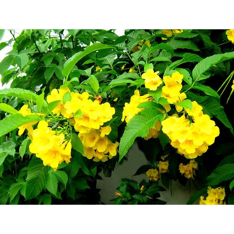 COMBO 03 cây giống HOA CHUÔNG VÀNG