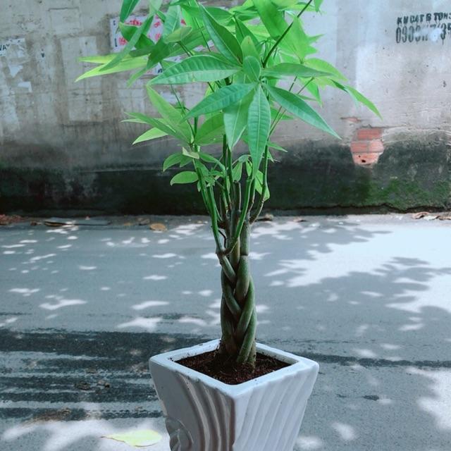 Chậu Kim Ngân 5 Thân Thắt Bính