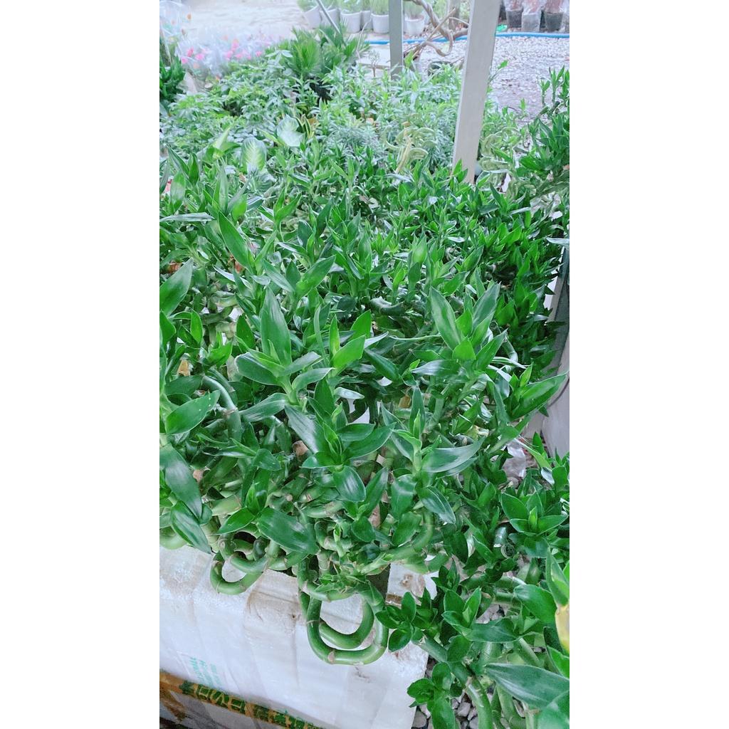 Bó Trúc Phát Tài Xoắn Cao 80cm