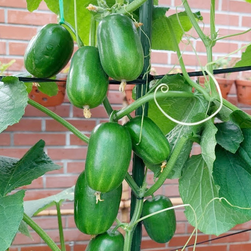 Hạt giống Dưa leo Tiên Đồng trái sai ăn non giòn ngọt