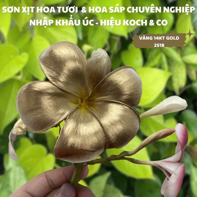 Sơn Xịt Hoa Tươi Màu Vàng Gold 14KT (Vàng của 9999) của Úc hiệu Koch &amp; Co giúp nhuộm phung sớnaÁnh Vàng sang trọng và vòi phun siêu mịn, khô nhanh, mùi thơm dịu nhẹ