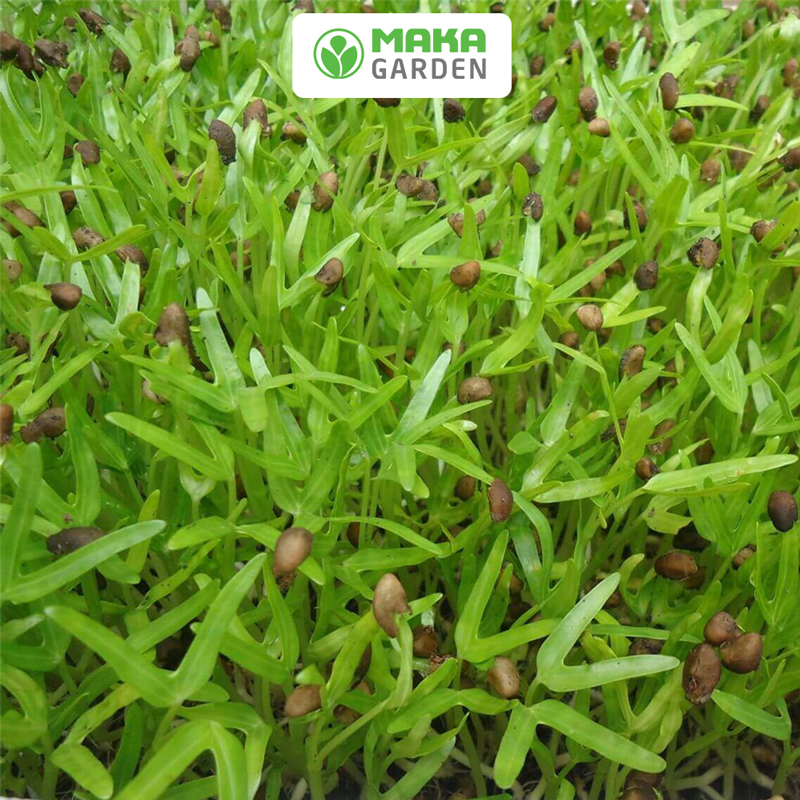 Hạt Giống Rau Mầm Rau Muống Rado 16- Gói 100Gr -- Dễ Trồng, Nhanh Thu Hoạch, Nhiều Chất Dinh Dưỡng