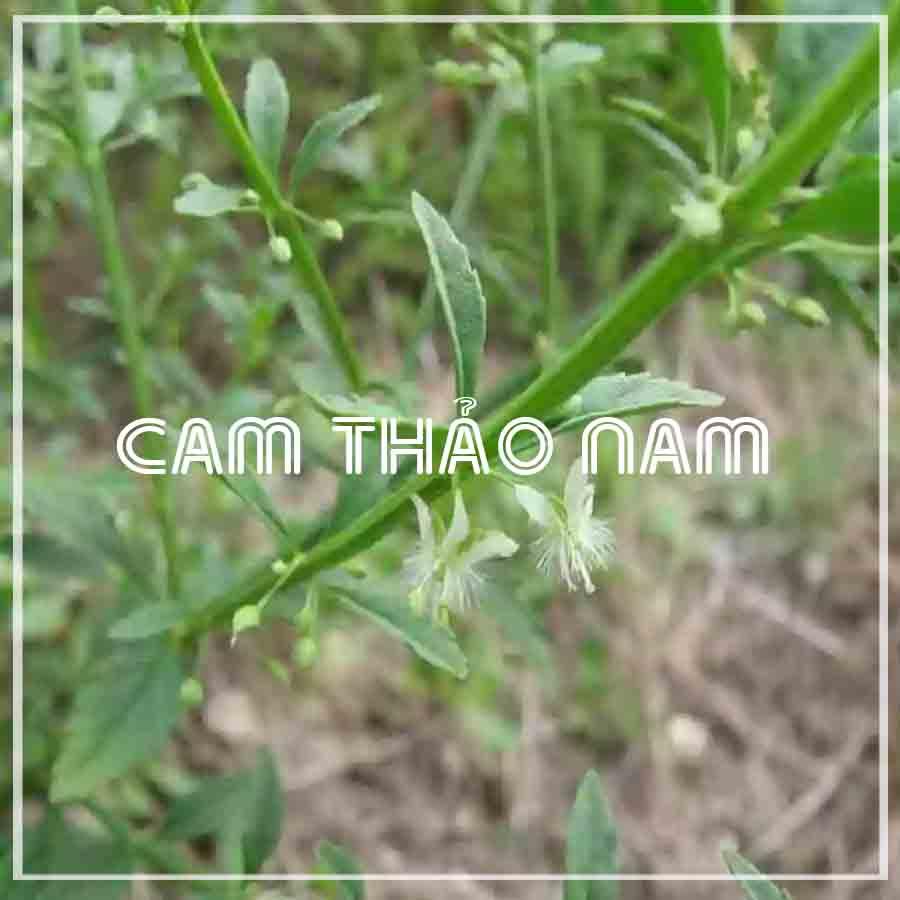 1kg Cam Thảo Nam (Cam Thảo Đất) khô sạch