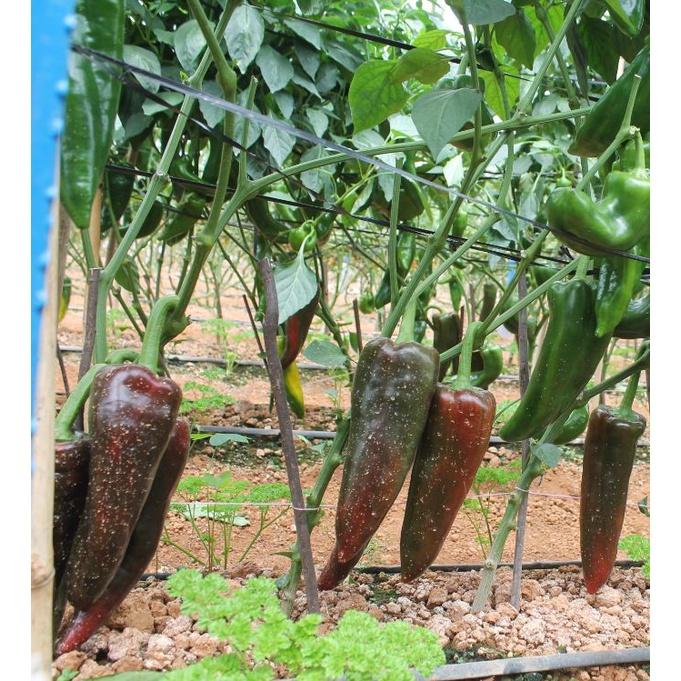 Hạt giống Ớt sừng ngọt F1-gói 10 hạt/tặng kèm gói phân bón lót