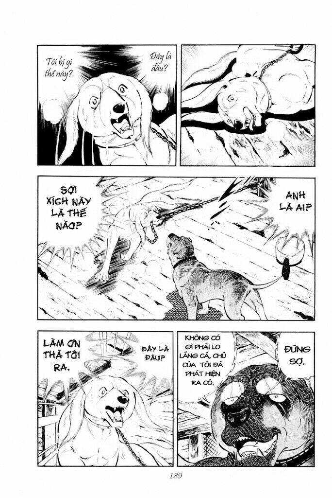 chú chó có nghĩa - ginga nagareboshi gin chapter 29 3