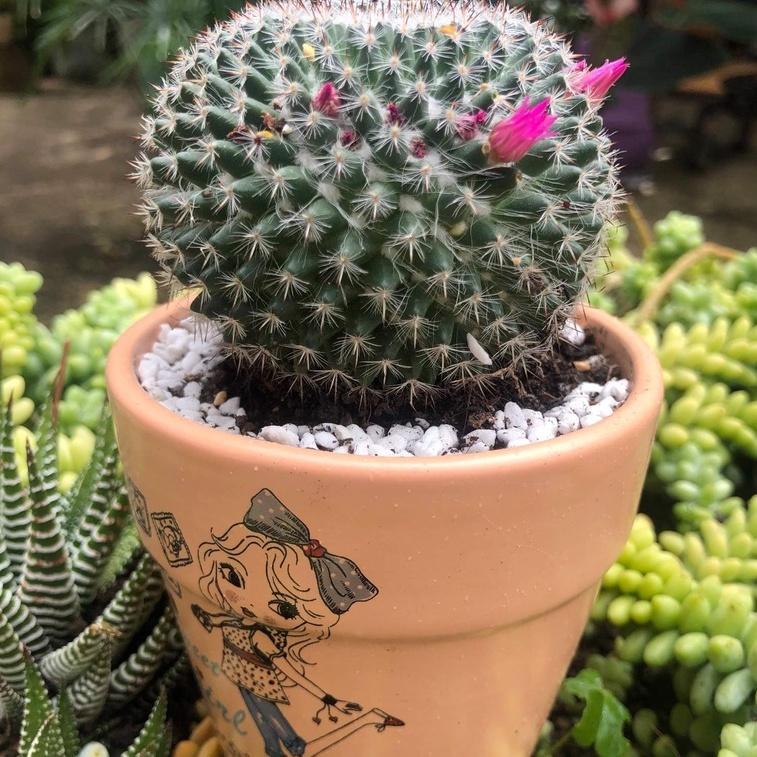 Cây Xương Rồng Bánh Sinh Nhật Tròn