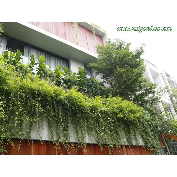 Cây giống Bàng Đài Loan .