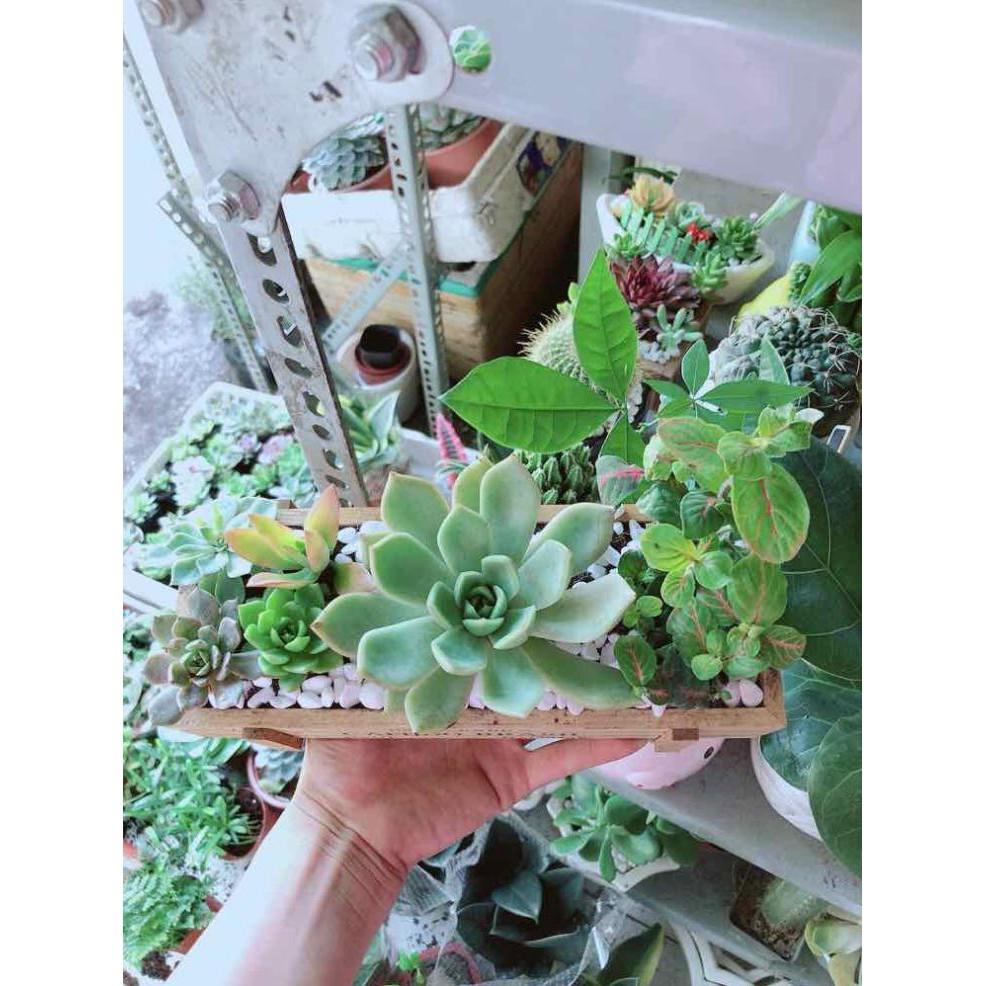 Chậu Sen Đá- Cẩm Nhung Bán Chạy