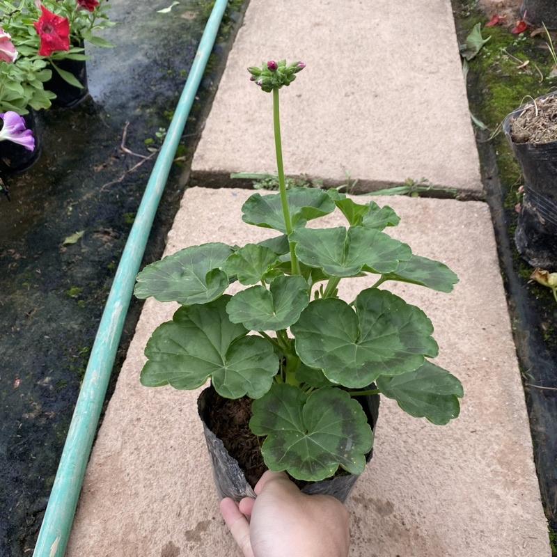 Cây hoa phong lữ thảo màu sắc rực rỡ Hàng nụ non cao 30cm thích hợp trang trí ban công sân vườn