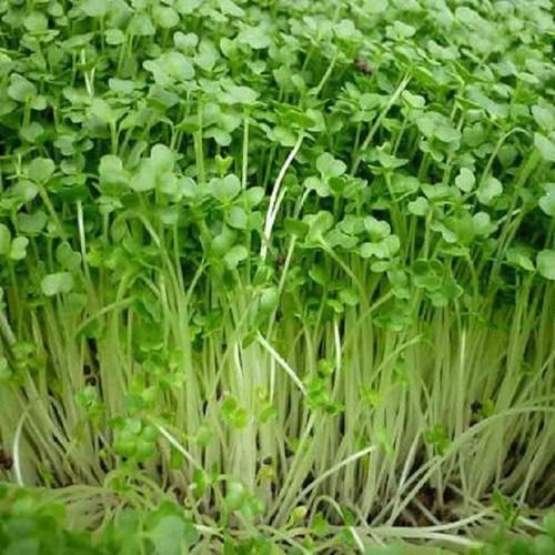 Hạt Giống Mầm Đậu Hà Lan 50gr - HẠT GIỐNG LÃO NÔNG