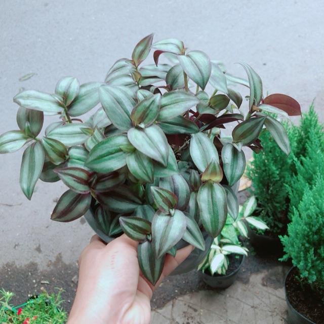 Cây Thằn Lằn Tím