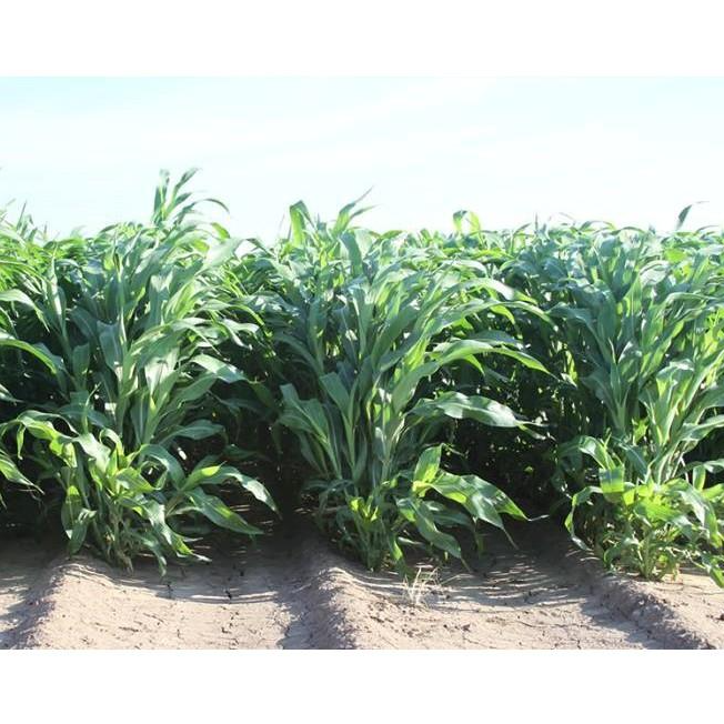 Hạt giống cỏ Sudan Super BMR - Cỏ Ngô Giống chuẩn, chất lượng cao