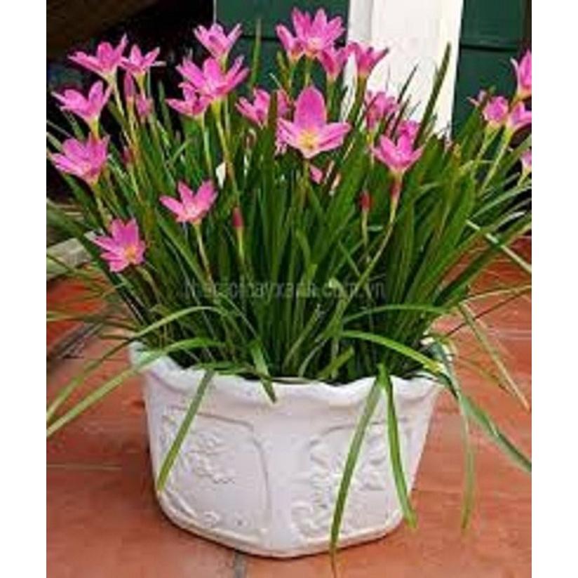 Combo 30 củ hoa huệ mưa màu hồng