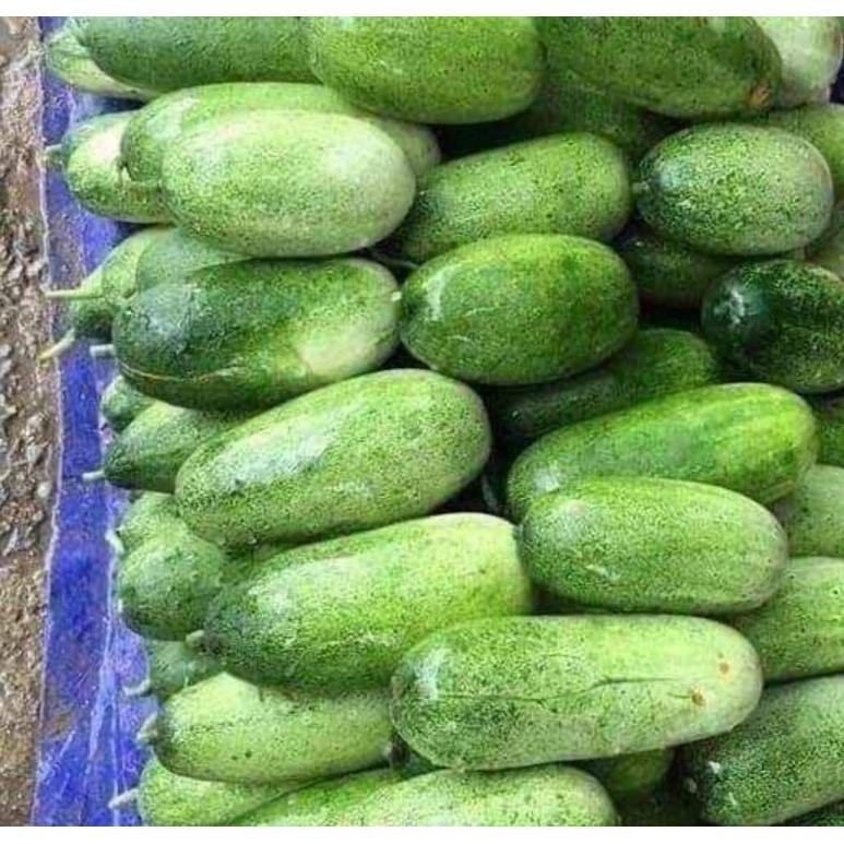 Hạt Giống Dưa Chuột Mèo Bản Địa KNS3 - Gói 100gram