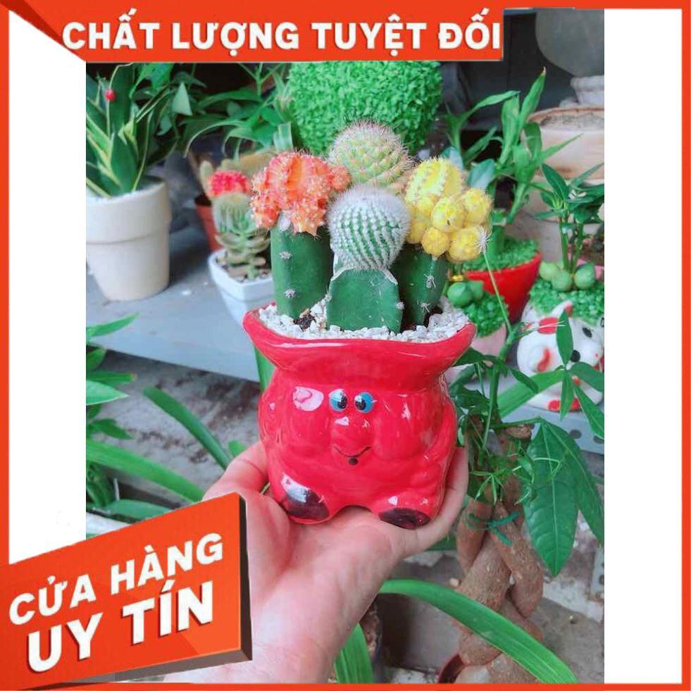Chậu xương rồng tiểu cảnh Nhiều Người Mua