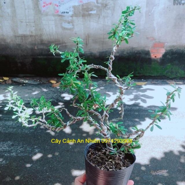 Linh Sam Bonsai