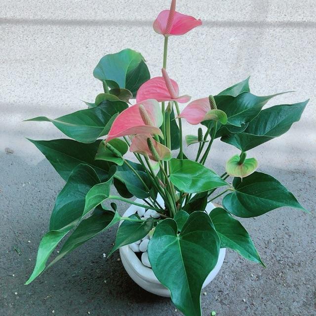 Chậu Cây Hồng Môn Size Lớn