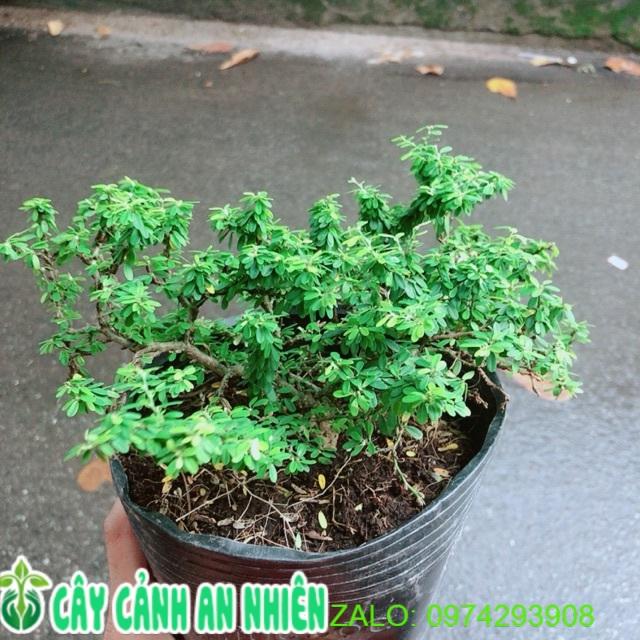 Linh sam Hạt Gạo