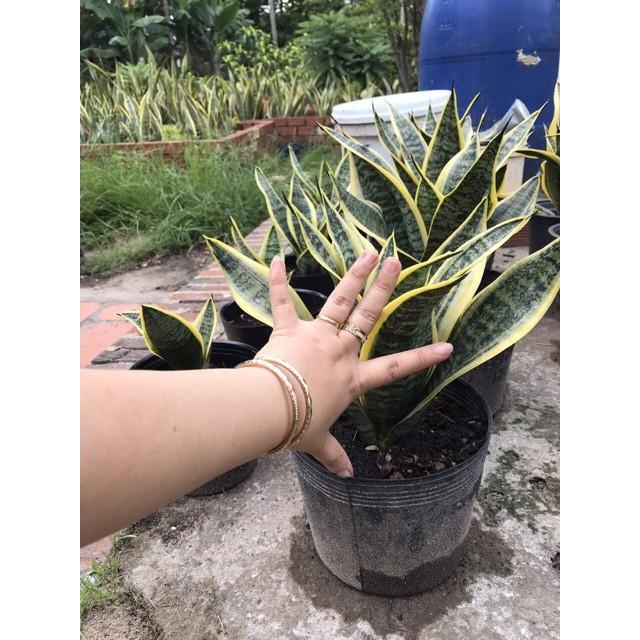 Cây lưỡi hổ lùn nhà vườn
