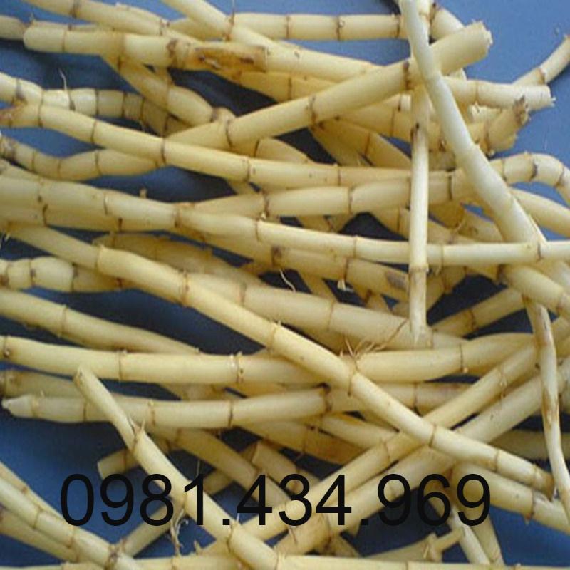 Rễ Cỏ Tranh Khô 500G Loại 01 Khô Mới