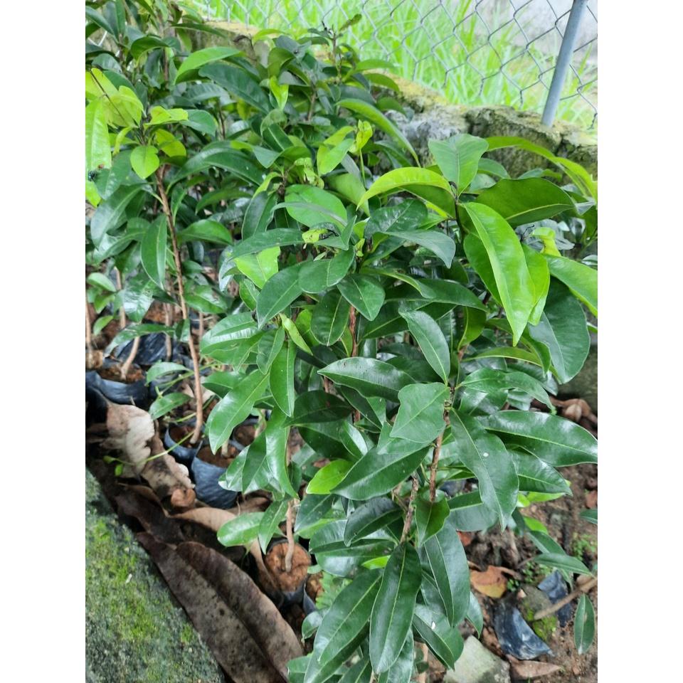 CÂY GIỐNG HỒNG XIÊM XOÀI