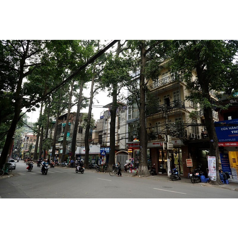Cây Giống Sao Đen
