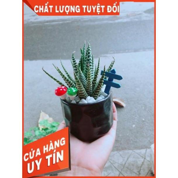 Chậu Móng Rồng