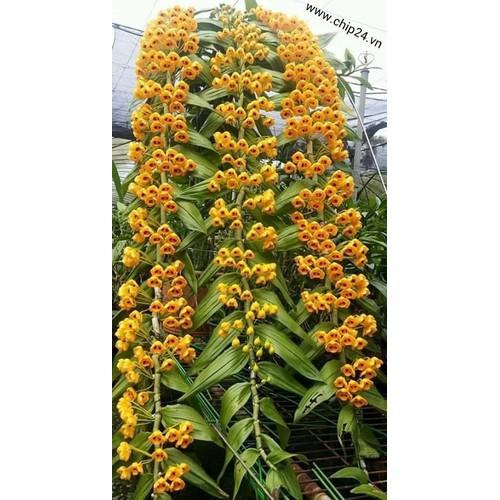 1 bó lan phi điệp vàng rừng tây bắc siêu to, hoa siêu đẹp - 1blpdvrtb