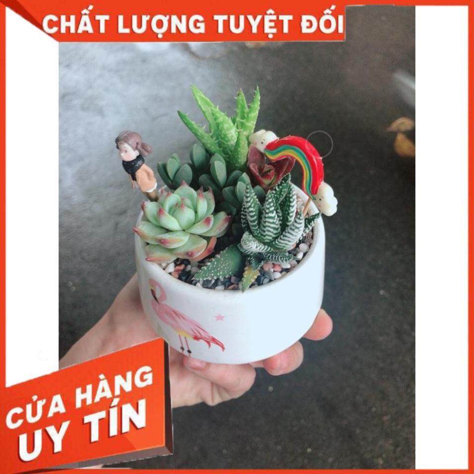 Chậu sen đá tiểu cảnh 14