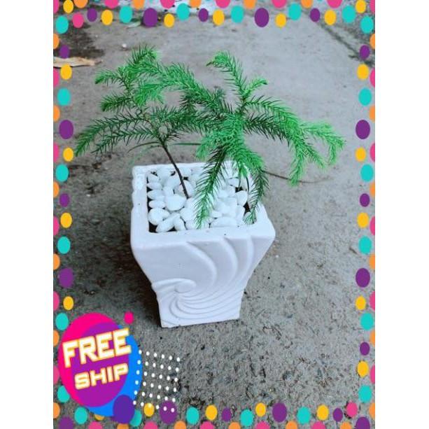 Chậu Tùng Bách Tán