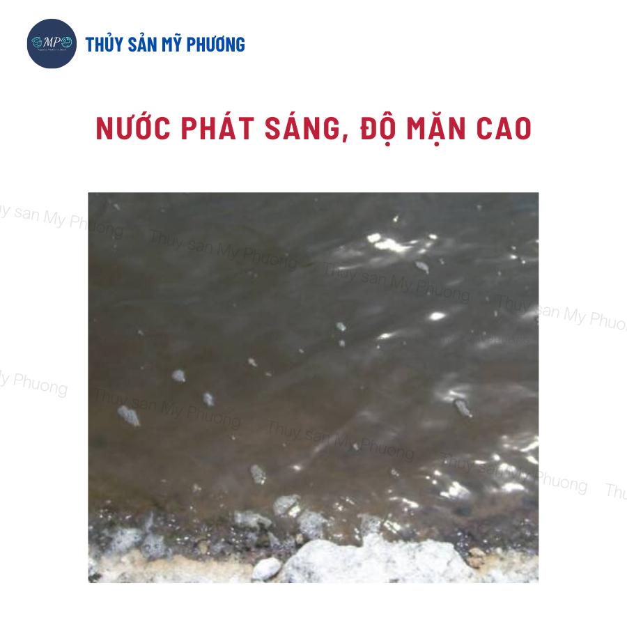 Xử lý nước ao bị bọt đục lợn cợn kim loại nặng phát sáng Clear Pon trước thả giống sạch mang tôm thẻ cá lươn ếch ốc baba