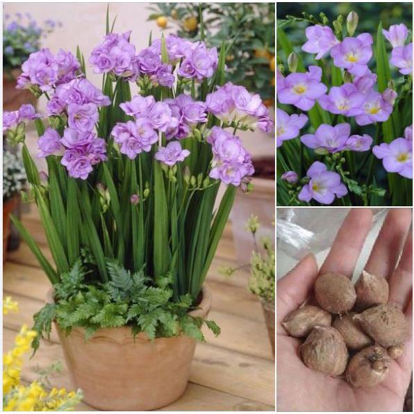 Combo 3 Củ giống hoa lan nam phi hoa màu tím- 3 củ-thời gian có hoa 3 tháng