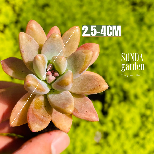 SEN ĐÁ PHA LÊ SIZE MINI KHOẺ ĐẸP LỖI 1 ĐỔI 1