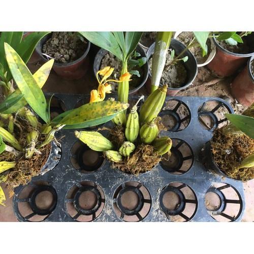 CHẬU LAN HOÀNG LẠP HÀNG THUẦN