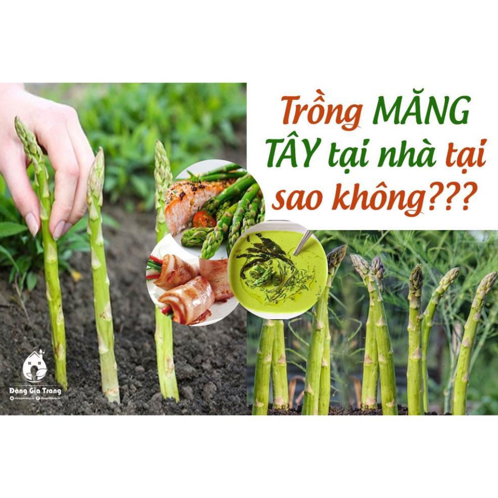 BẦU CÂY GIỐNG MĂNG TÂY XANH 1 NĂM TUỔI, SIÊU NĂNG SUẤT, SIÊU KINH TẾ + Tặng 01 cây dâu da đất( bòn bon)