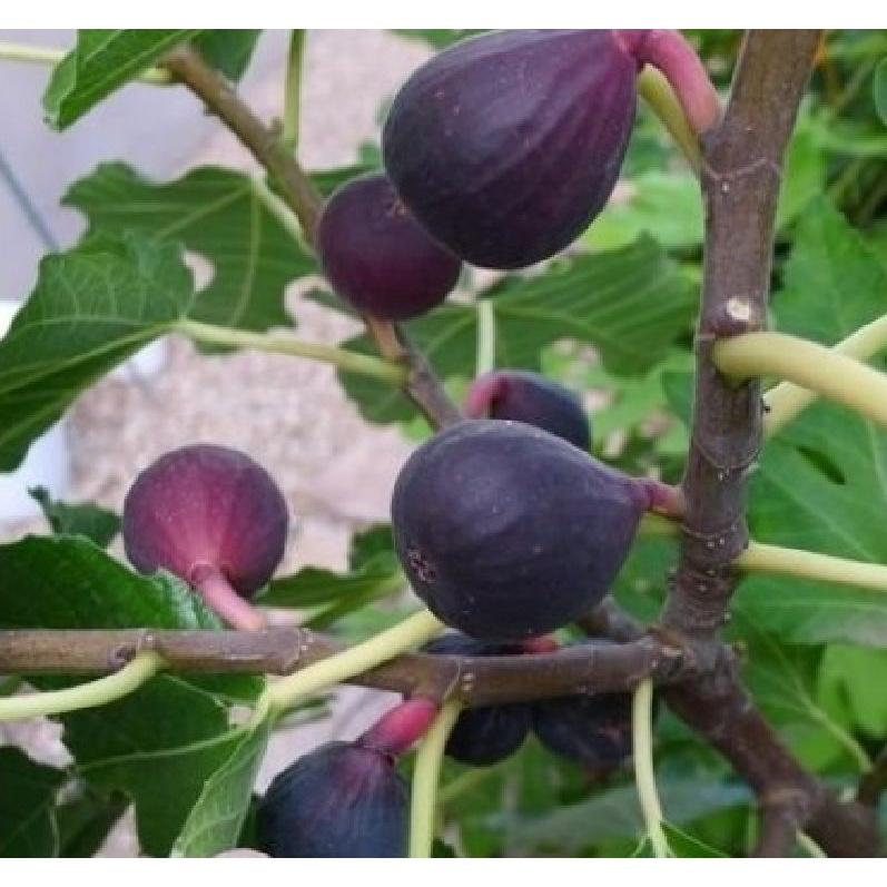 Hạt giống sung ngọt Mỹ  Gói 10 hạt/tặng kèm gói phân bón lót