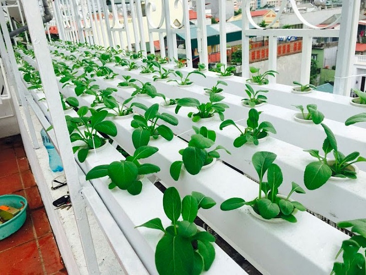 RỌ TRỒNG RAU THỦY CANH - Khí Canh - Set 100 cái