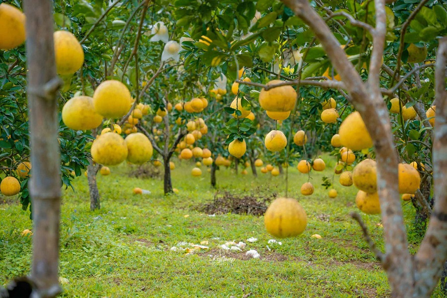 Phân Bón Siêu To Trái Ngọt Quả, Lớn Quả, To Quả, Siêu Ngọt Chắc Quả Ớt, Cà Chua, Dưa Hấu, Cam Bưởi