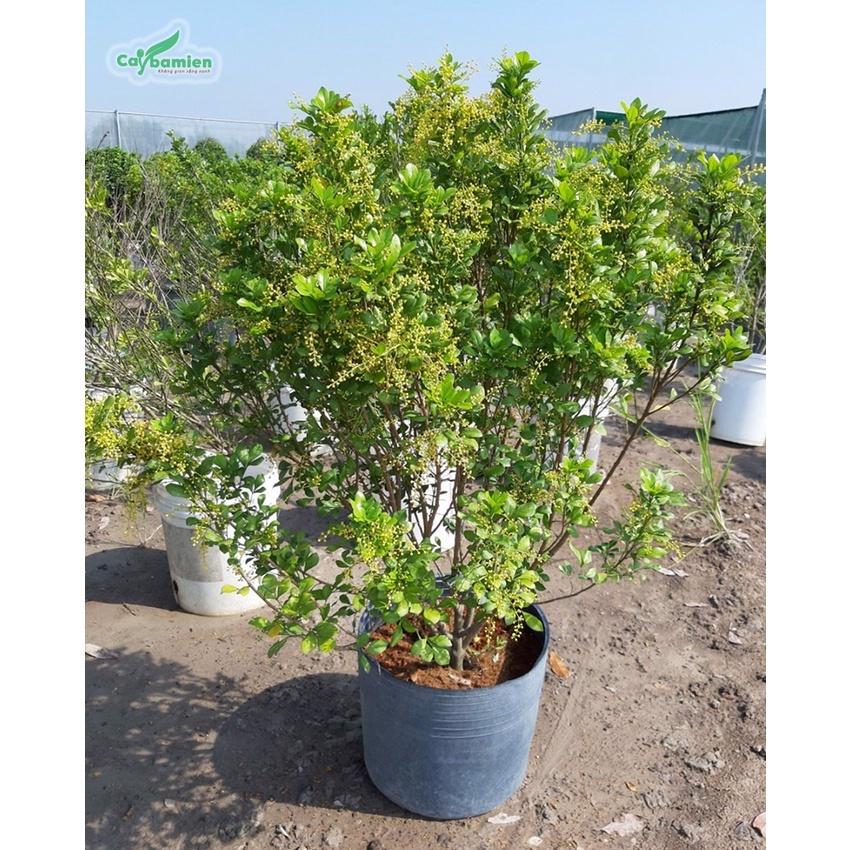 CÂY NGÂU HOA VÀNG TẠO HÌNH THÁP,CÂY CAO 70CM-1M, cây to đẹp