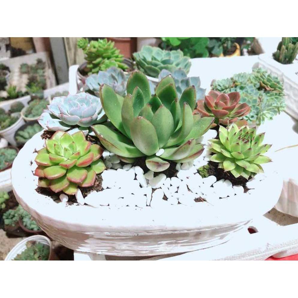 Chậu sen đá mix sẵn Bán Chạy