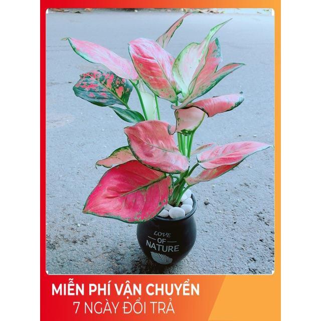 Chậu Vạn Lộc