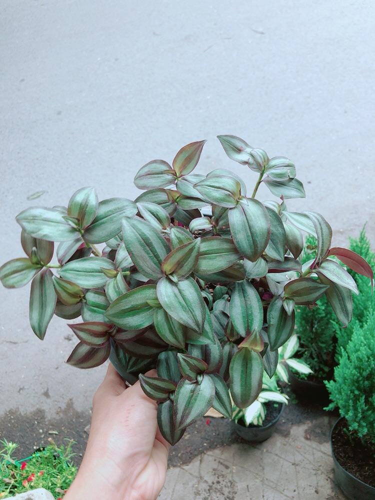 Cây Thài Lài Tím