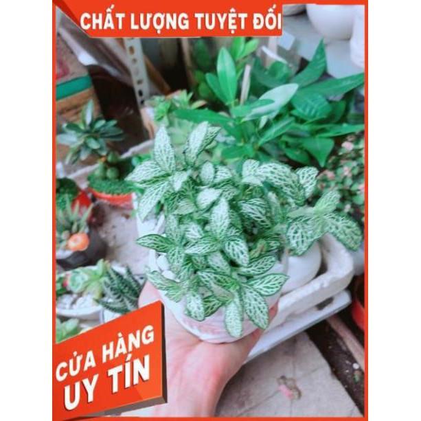 Chậu Cẩm Nhung Xanh